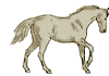 galoppierendes Pferd